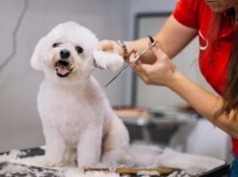 exploring the world of home grooming services for dogs and cats