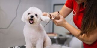 exploring the world of home grooming services for dogs and cats