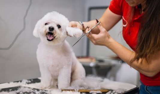 exploring the world of home grooming services for dogs and cats