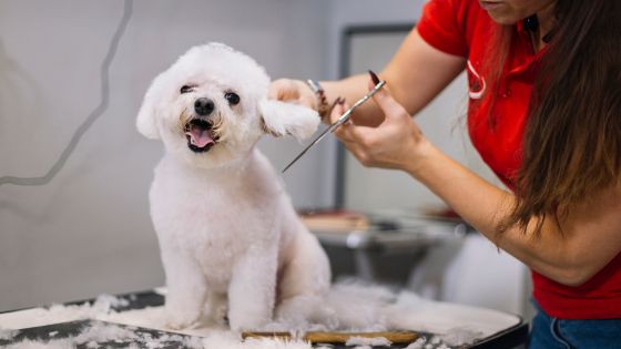 exploring the world of home grooming services for dogs and cats